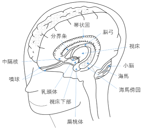 図２ 大脳周辺縁系の情報伝達組織