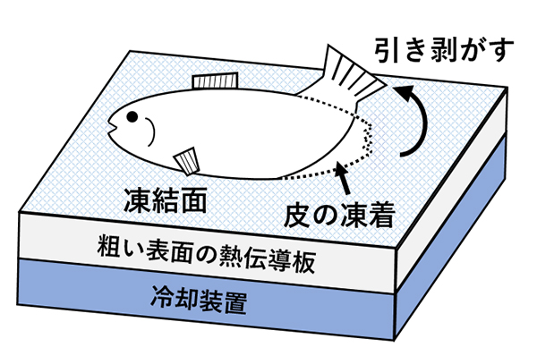 図9 魚の皮の凍着現象を利用した剥離技術