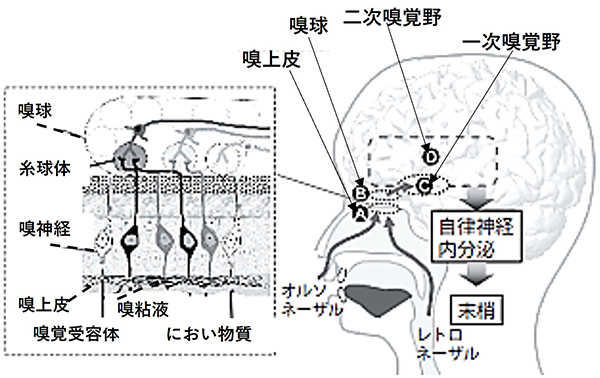 図1 においの知覚システム<sup>1)