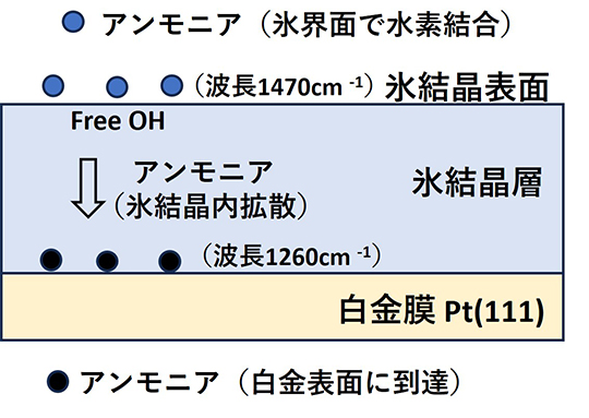 図6 氷結晶層内のアンモニア分子の吸着と拡散現象のモデル化<sup>３）</sup>