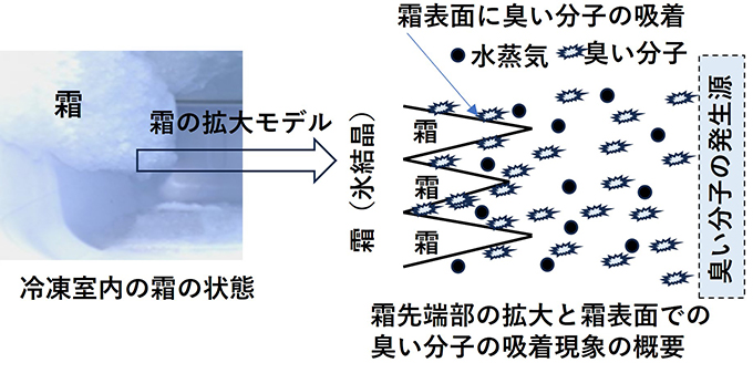 写真7 冷凍庫（冷凍室）内の霜と臭い物質や水蒸気の挙動