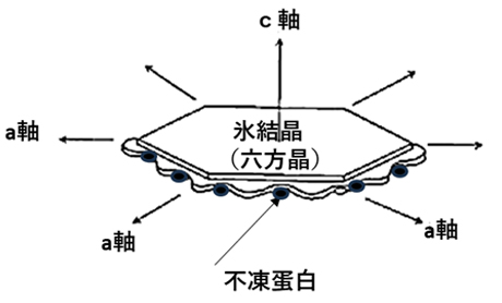 図18　不凍タンパク質による凍結抑制のメカニズム
