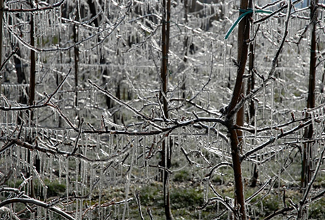 写真13 リンゴ樹枝に散水して結氷した状態