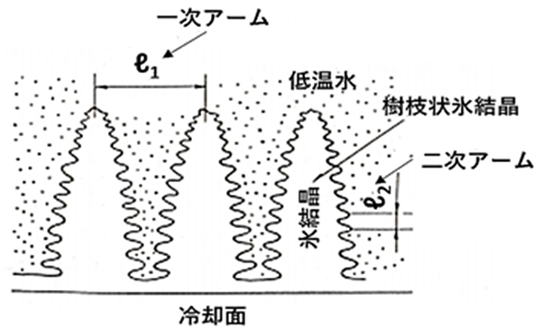図３ 樹枝状結晶の発達状態の説明