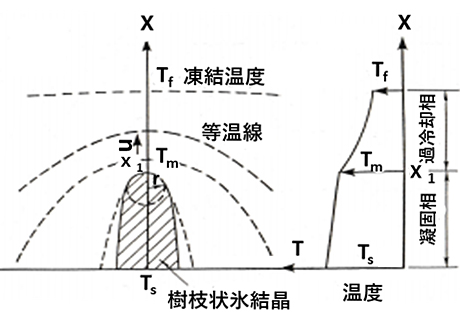 図4 樹枝状結晶先端の成長モデル